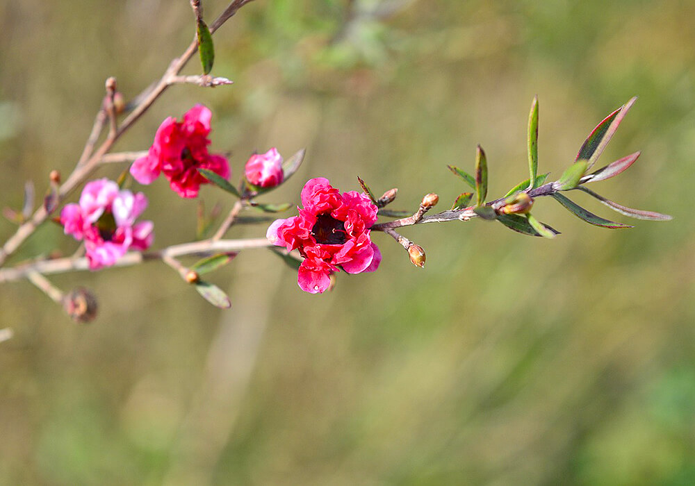 ギョリュウバイの花