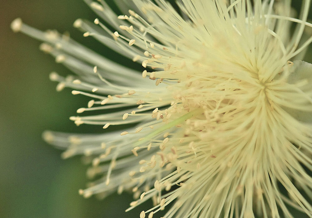 グァバの花