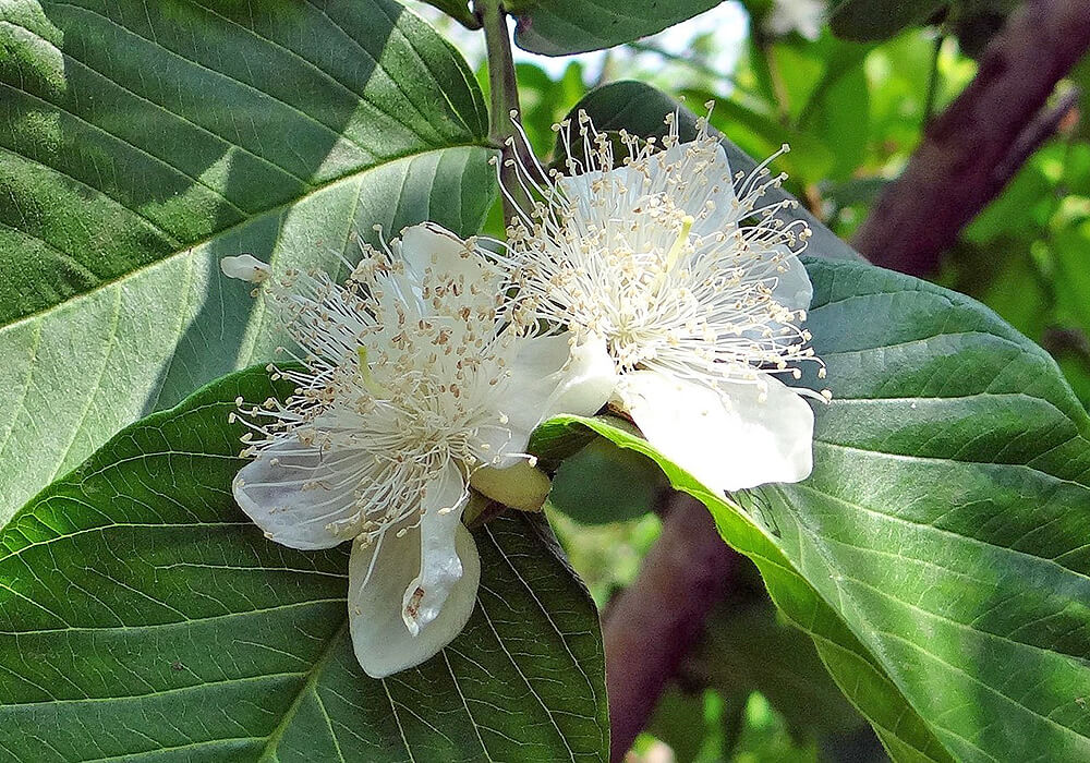 グァバの開花