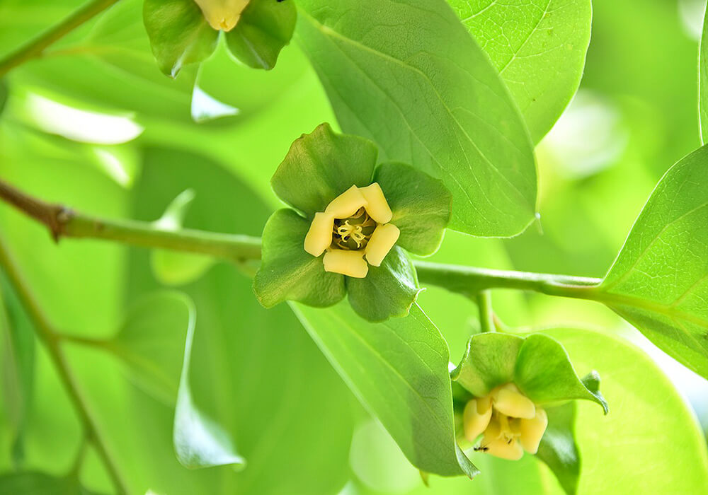 カキの花