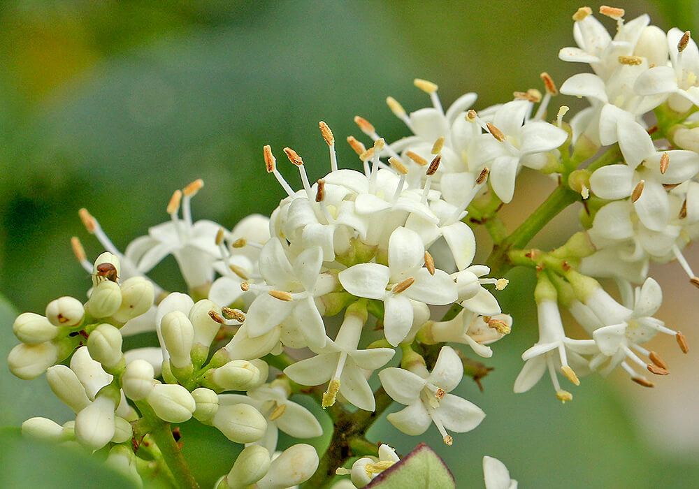 ネズミモチの花の拡大