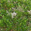 ネズミモチの植物図鑑と育て方