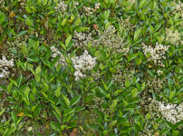 ネズミモチの植物図鑑と育て方
