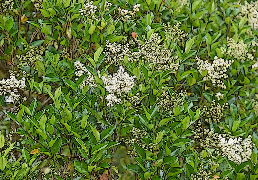 ネズミモチの植物図鑑と育て方