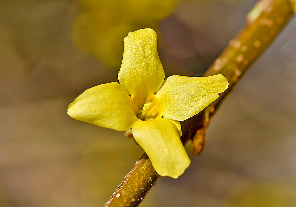レンギョウの花の拡大