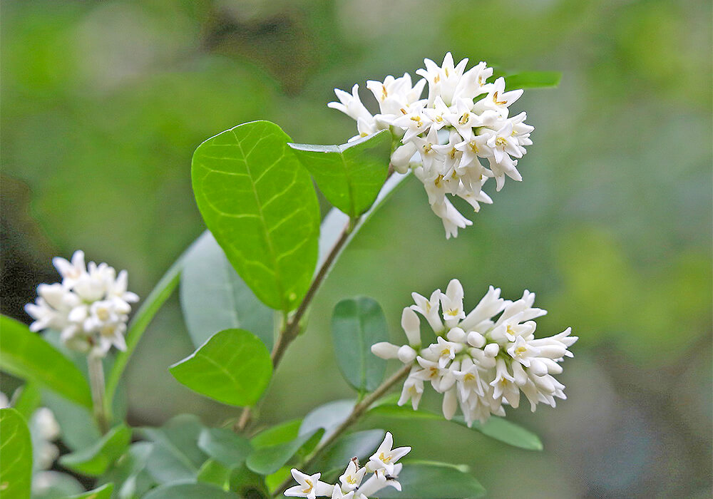 イボタノキの花