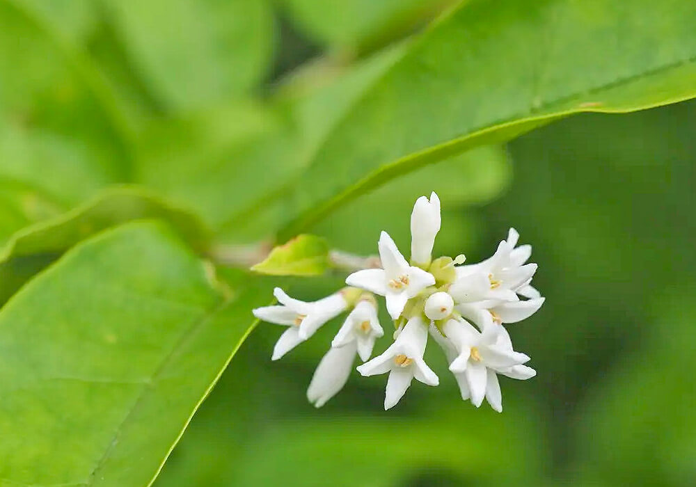 イボタノキの花の拡大