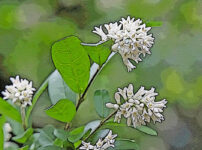 イボタノキの植物図鑑と育て方