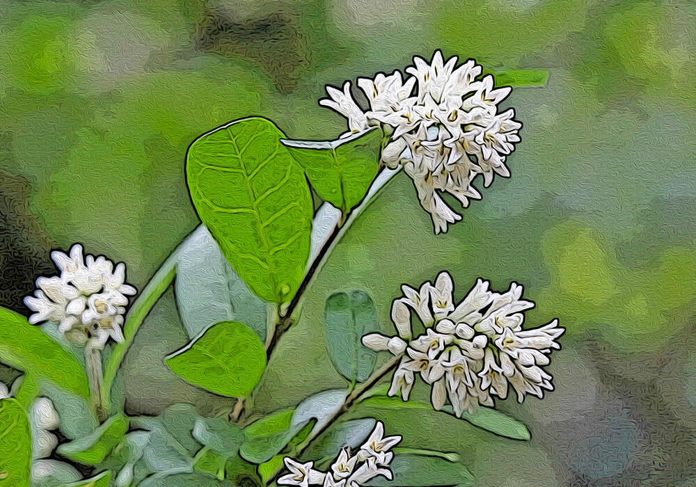 イボタノキの植物図鑑と育て方