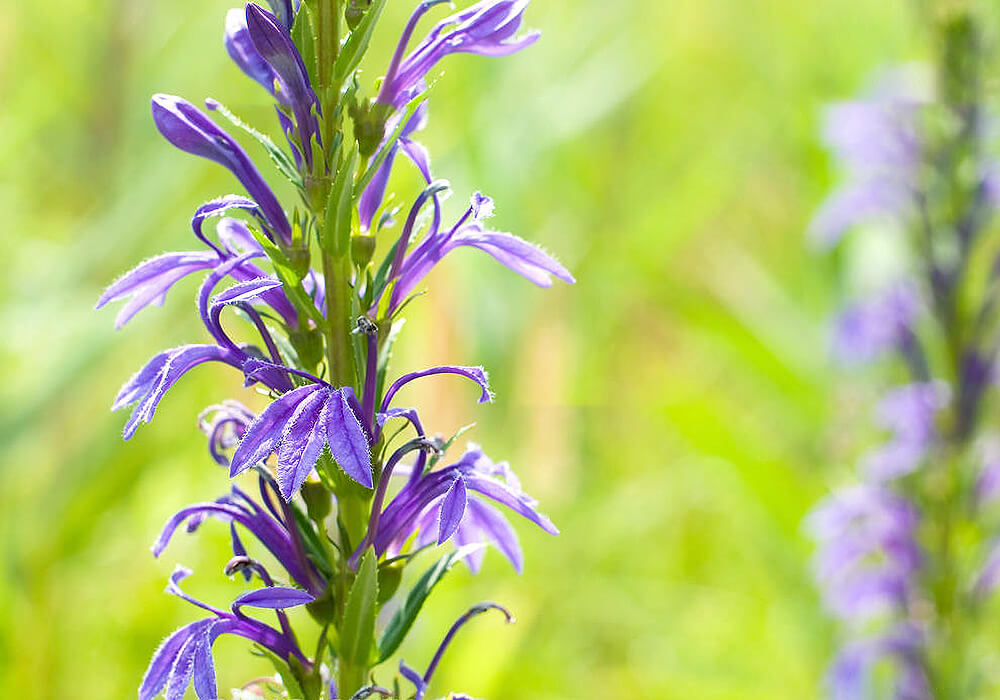 サワギキョウの花と蕾