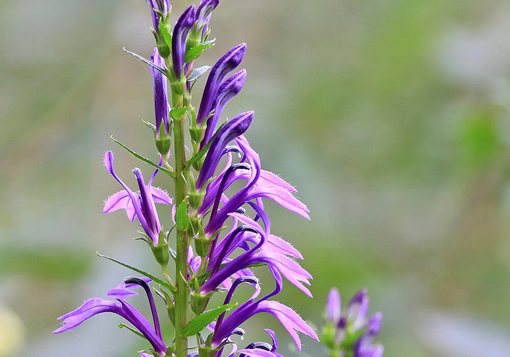 サワギキョウの開花