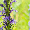 サワギキョウの植物図鑑と育て方