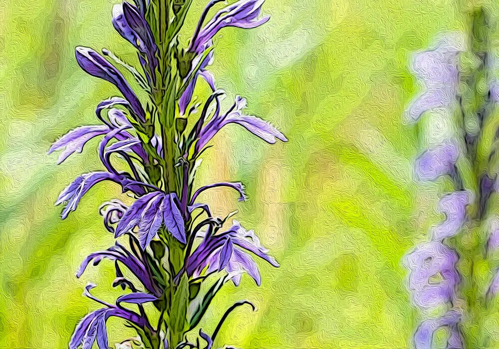 サワギキョウの植物図鑑と育て方