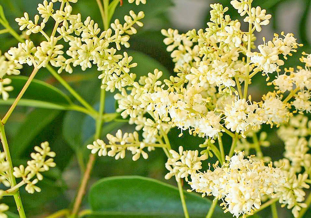 トウネズミモチの花
