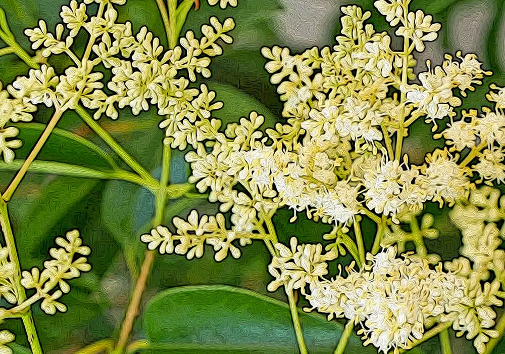 トウネズミモチの植物図鑑と育て方
