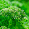 パセリの植物図鑑と育て方