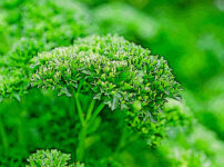 パセリの植物図鑑と育て方