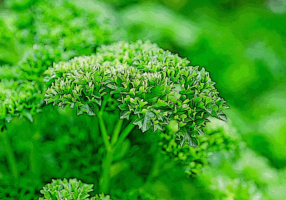 パセリの植物図鑑と育て方