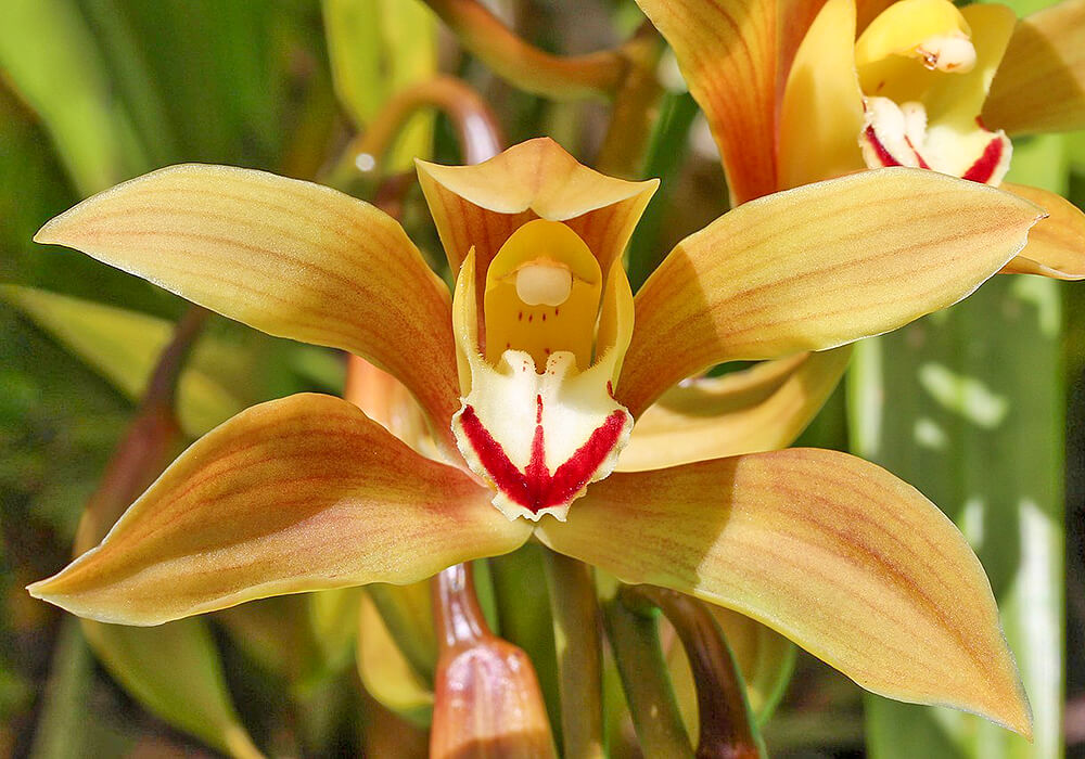 シンビジウムの花3