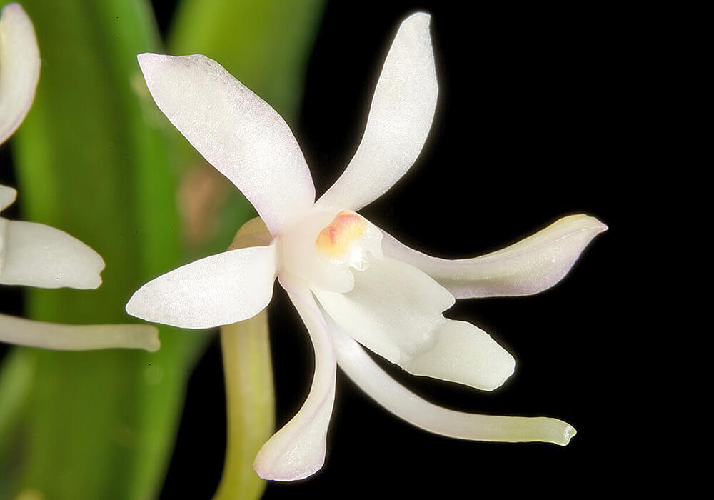 フウランの花の拡大