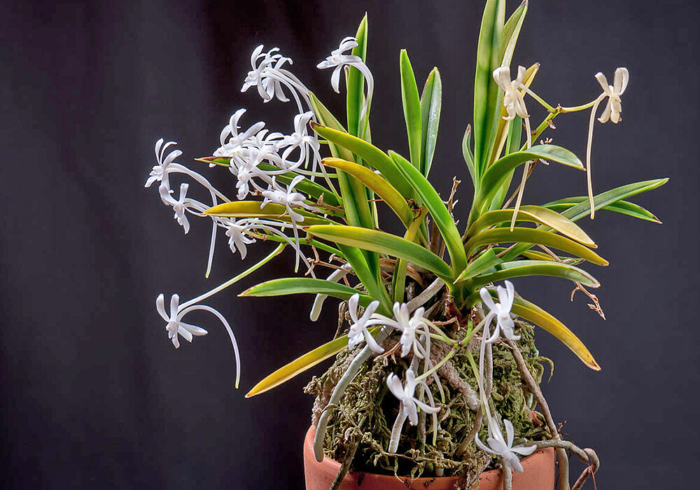 フウランの鉢植え