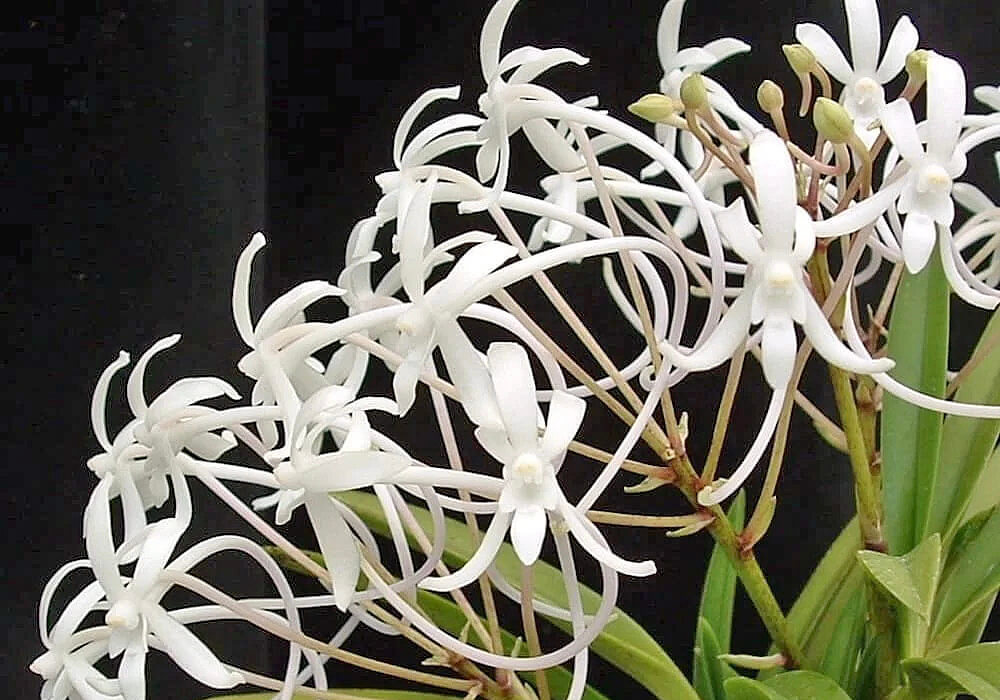 フウランの花