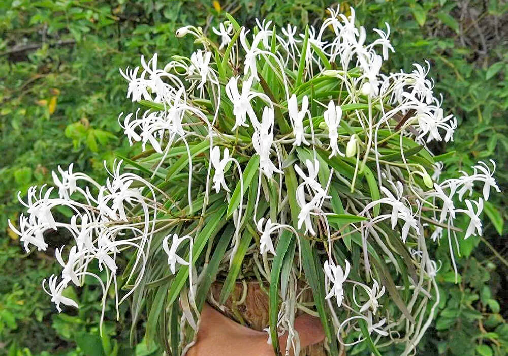 フウランの花と葉