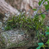 フウランは植物図鑑と育て方