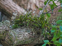 フウランは植物図鑑と育て方