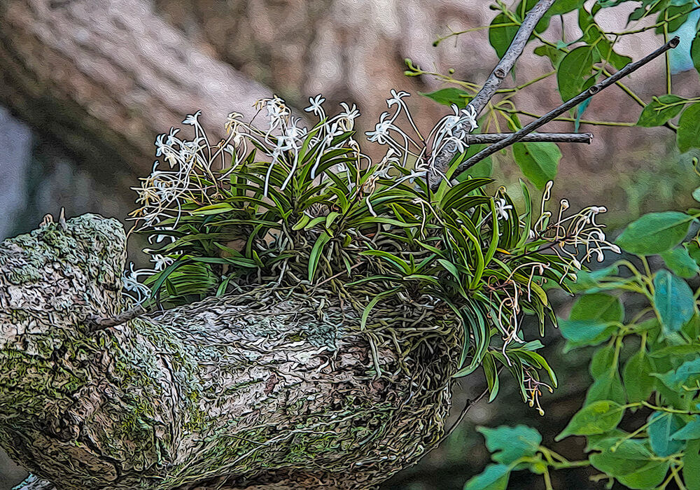 フウランは植物図鑑と育て方