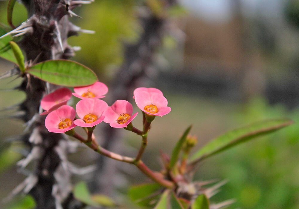 ハナキリンの開花