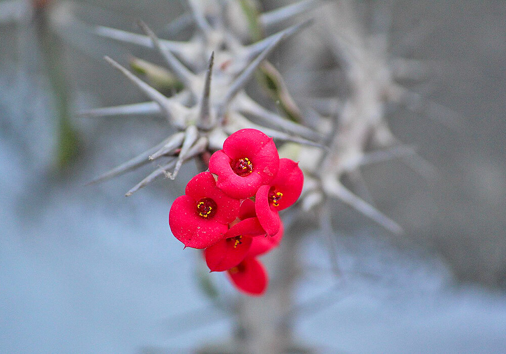 ハナキリンの花