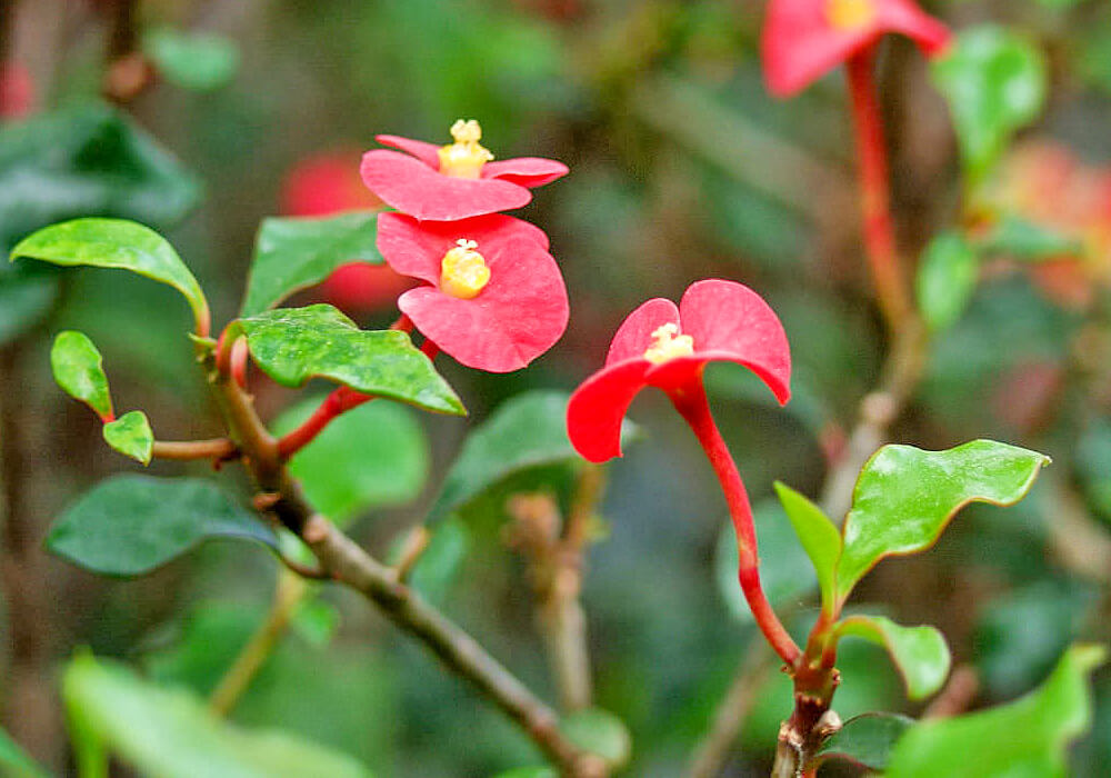 トゲナシハナキリンの開花
