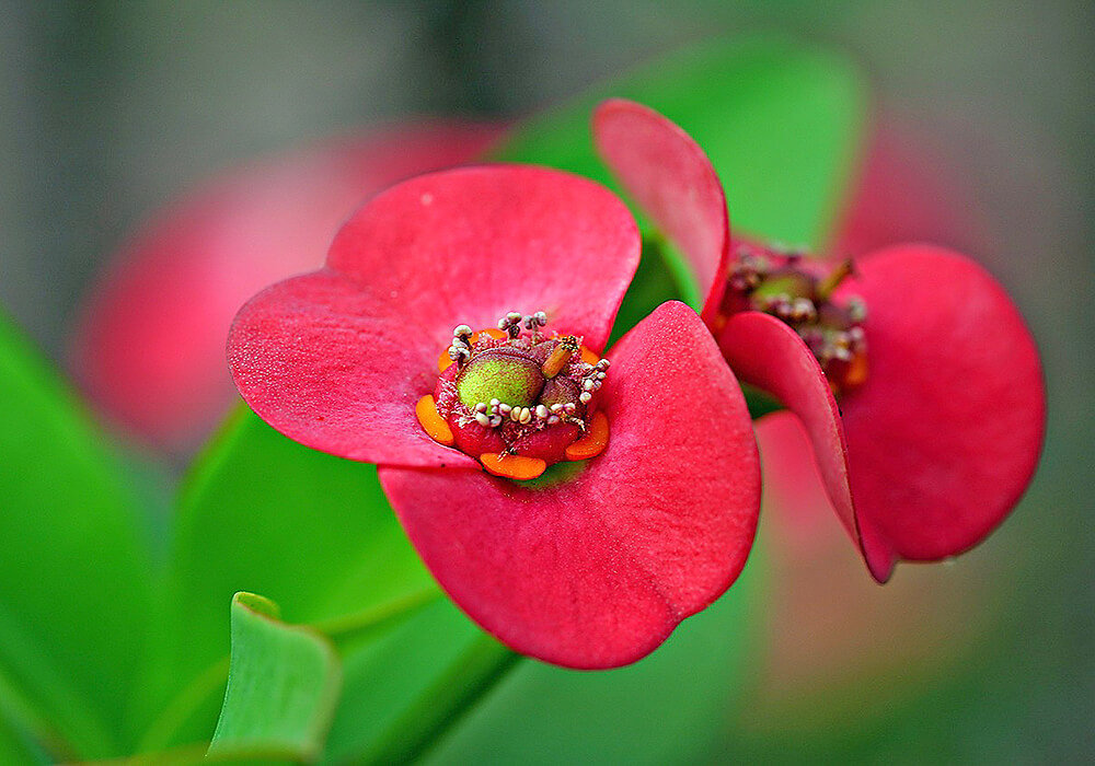 トゲナシハナキリンの花の拡大