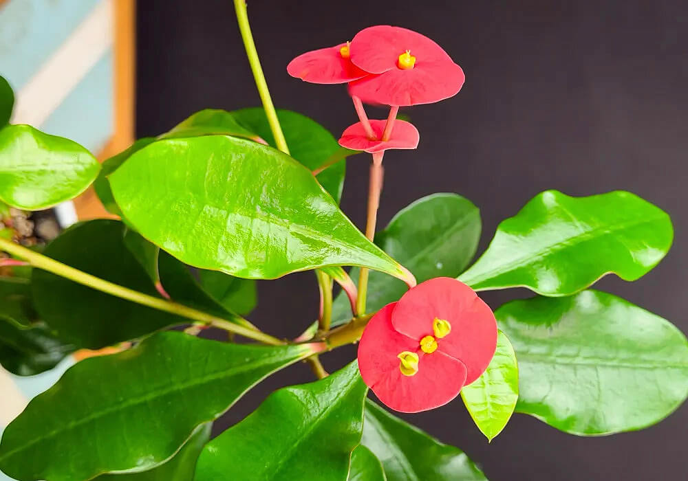 トゲナシハナキリンの花と葉