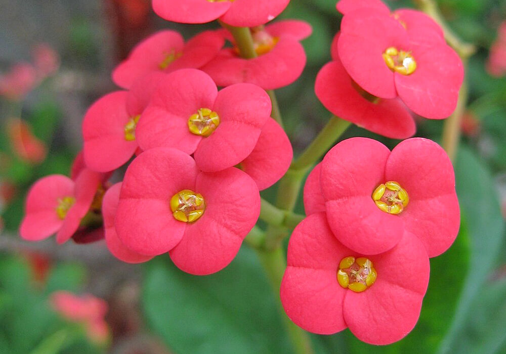トゲナシハナキリンの花