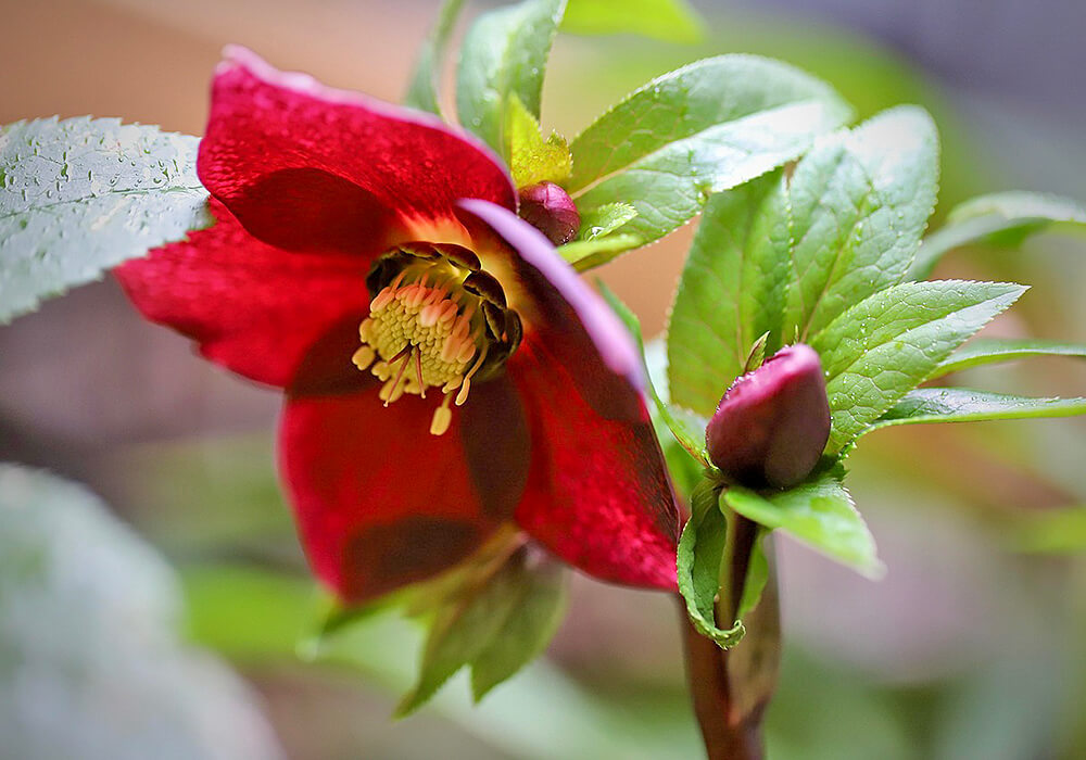 クリスマスローズの赤い花